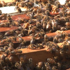 Commercial – Big Island Bees