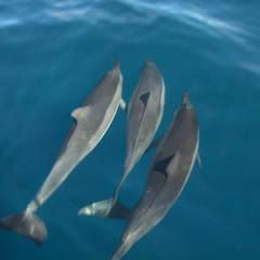 Hawaii Dolphin Watching